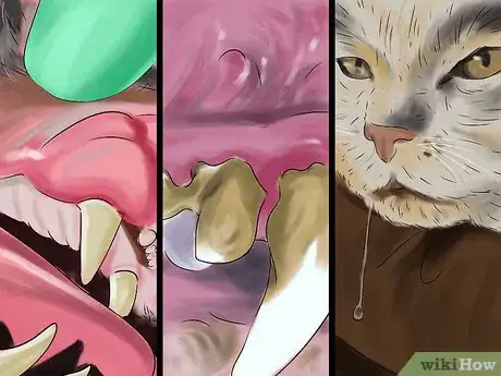 Image titled Get Your Cat's Teeth Professionally Cleaned Step 1