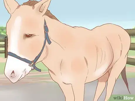 Image titled Check Whether Your Horse or Donkey Needs to See a Dentist Step 7