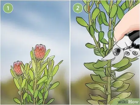 Image titled Grow Protea Step 10