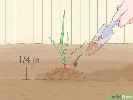 Image titled Grow Sweetgrass Step 10