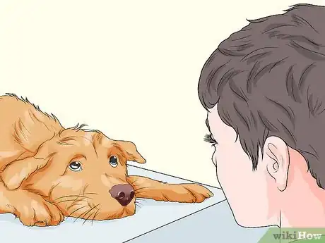 Image titled Spot Signs of Muscle Loss in Dogs Step 5