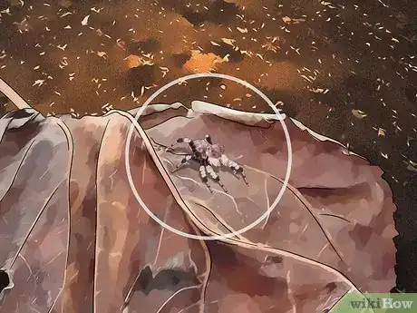 Image titled Identify a Portia Spider Step 4
