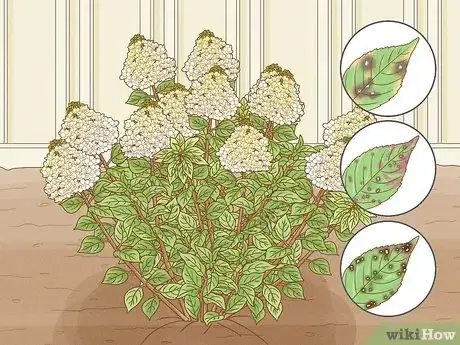 Image titled Care for Limelight Hydrangeas Step 20