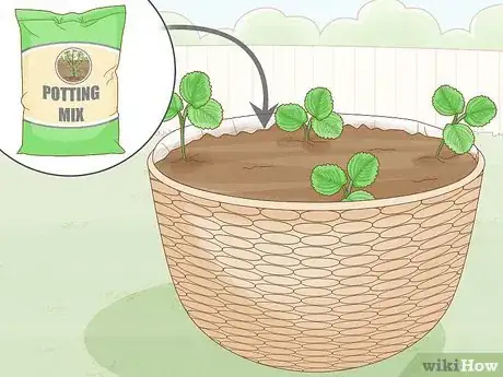 Image titled Grow Strawberries in Hanging Baskets Step 12