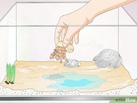 Image titled Hold a Hermit Crab Step 2