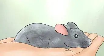 Humanely Kill a Rodent