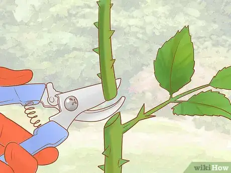 Image titled Grow Roses Organically Step 10