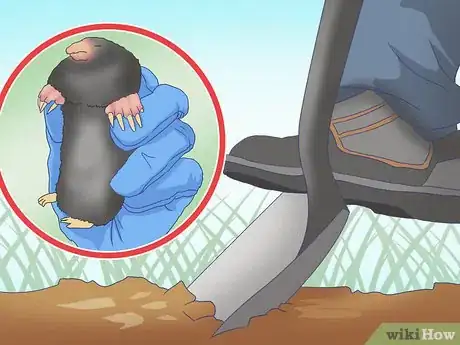 Image titled Catch Moles Step 15