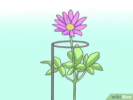 Image titled Grow Asters Step 17