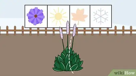 Image titled Grow Hostas Step 10