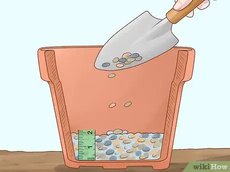 Image titled Grow a Rubber Tree Step 1