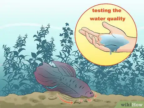 Image titled Take Care of a Siamese Fighting Fish Step 10
