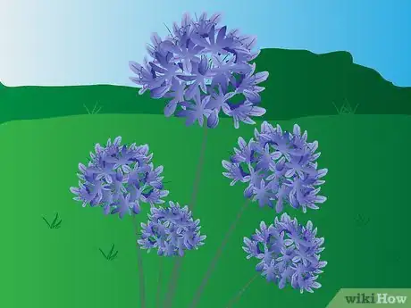 Image titled Grow Agapanthus Step 1