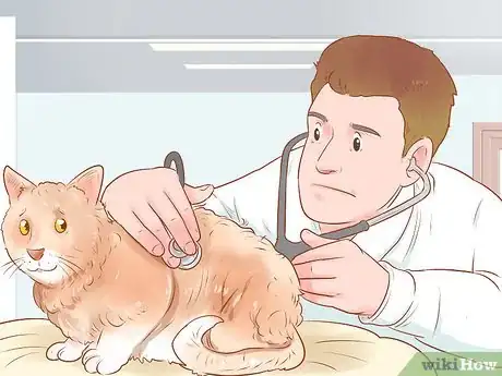 Image titled Give Selamectin to Cats with Parasites Step 10