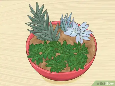 Image titled Display Succulents Step 5