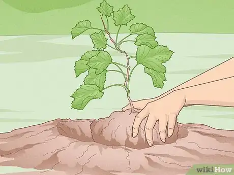 Image titled Grow Scuppernongs Step 8