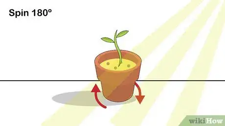 Image titled Grow Nutmeg Step 13