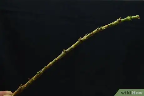 Image titled Grow Flowering Plants Through Stems Step 4