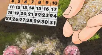 Eat an Insect or Arachnid