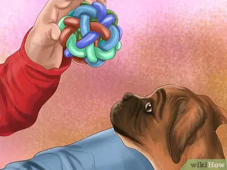 Image titled Prepare Your Small Dog for Apartment Living Step 3