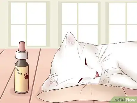 Image titled Travel Long Distance With a Cat Step 4