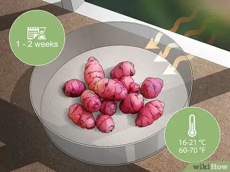 Image titled Grow Oca Step 1