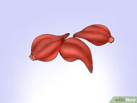 Image titled Save and Replant Forced Seasonal Bulbs Step 7