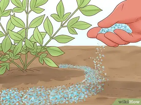 Image titled Prune Nandinas Step 11