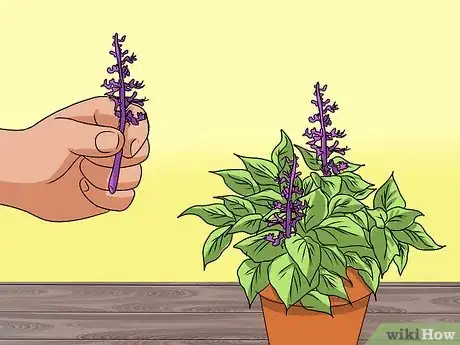 Image titled Grow Coleus Step 18