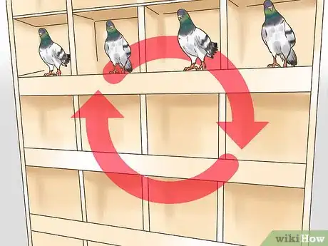 Image titled Use the Widowhood System to Train Homing Pigeons Step 9