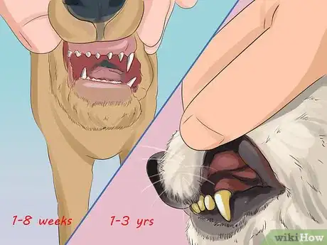 Image titled Figure out Dog Years Step 1