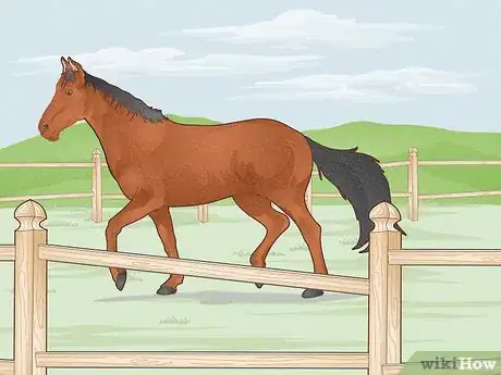 Image titled Look After a Horse Step 9
