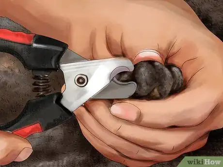 Image titled Choose Nail Trimmers for Your Cat Step 3
