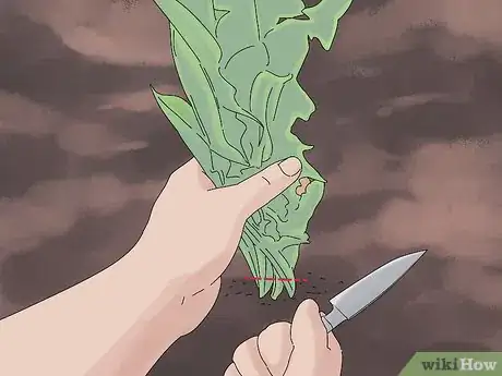 Image titled Grow Dandelions Step 5