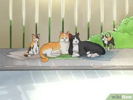 Image titled Identify and Help Feral and Stray Cats Step 3