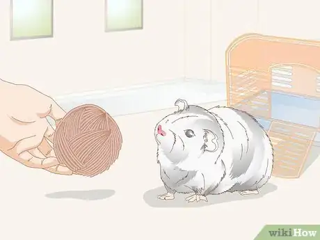 Image titled Choose Toys for a Guinea Pig Step 3