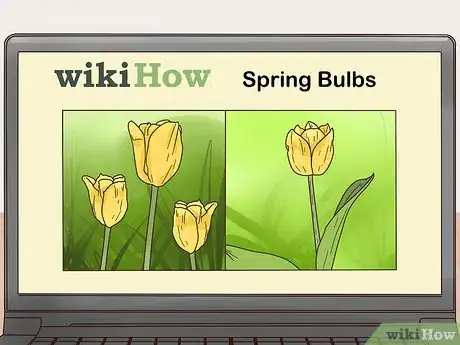 Image titled Get Tulip Bulbs Step 9