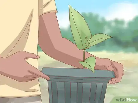 Image titled Plant Jackfruit Step 8