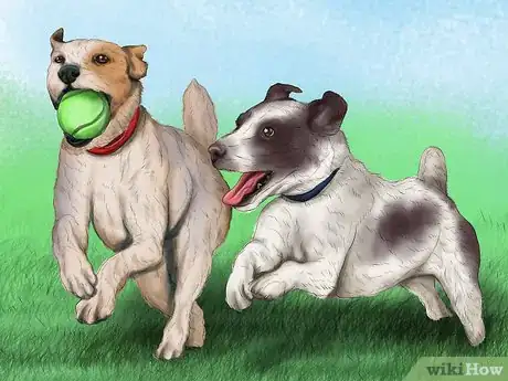 Image titled Help a Dog Suffering from Trauma Step 14