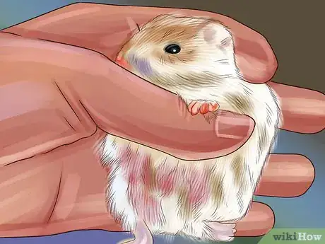 Image titled Choose a Healthy Hamster Step 11