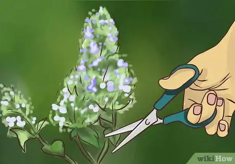 Image titled Dry Fresh Grown Catnip Step 2