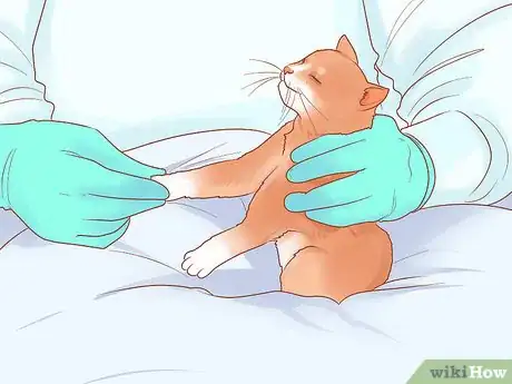 Image titled Adopt a Pair of Kittens Step 13