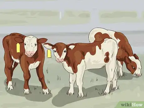 Image titled Raise Calves Step 8