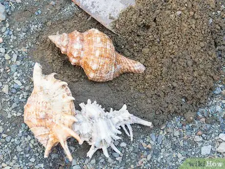 Image titled Clean and Polish Seashells Step 5