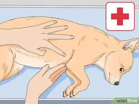 Image titled Tell if a Dog Is Pregnant Step 10