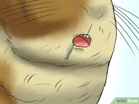 Image titled Prevent Malocclusion in Guinea Pigs Step 8