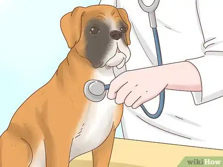 Image titled Care for Boxers Step 6