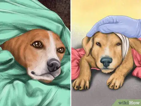 Image titled Help a Dog Suffering from Trauma Step 10