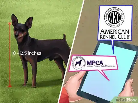 Image titled Choose a Minpin Step 4