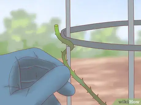 Image titled Plant a Climbing Rose Step 18
